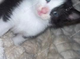 Black and white kitten