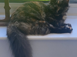 6 month old Norwegian forest cat