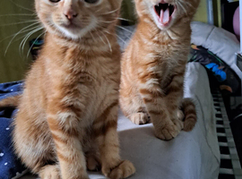 Ginger boy &pound;200 ginger girl &pound;250