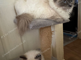 2 beautiful pure Ragdoll kittens (price is for both!)