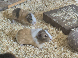 Various sows and boars available