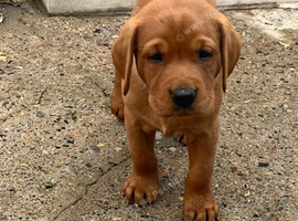 Fox red Laborador pups
