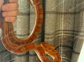 Beautiful corn snake
