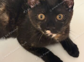 Playful Torbie/Tortoiseshell girl aged 14 weeks