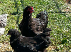 Black Brahma pair