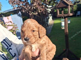 3 wonderfull male cockerpoos