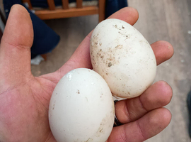 Muscovy duck eggs pack of 6