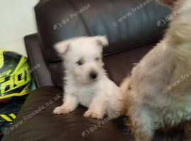 Female westie pup