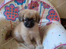 Ready to go! 2 beautiful Pomeranian cross. One boy and one girl available.