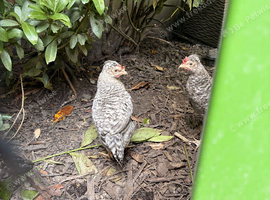 Crested Cream Legbar growers 2 males available