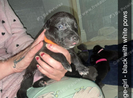 Collie bull grey hound/saluki bull grey hound