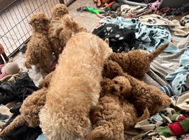 Cavachon x toy poodle puppies
