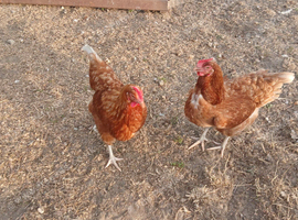 Free Range chickens