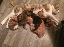 Five beautiful kittens two unique Calico kittens