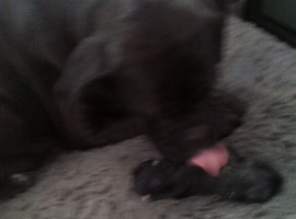 Italian mastiff x french mastiff