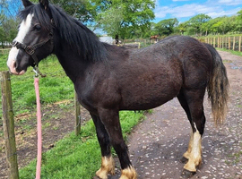 Unregistered sec d yearling colt