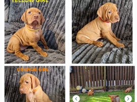 kc hungarian vizla pups (9 weeks old)
