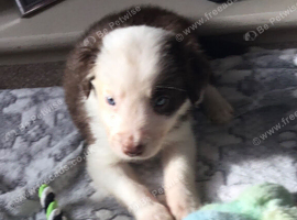 Border Collie in Northumberland | Freeads Pets