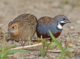 Quail eggs for sale