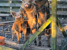 Berkshire x Tamworth Boy Weaners 5-6 months