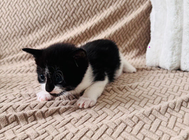 Kittens for sale