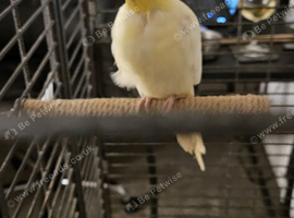 Cockatiel for sale, male bird not sure on age.