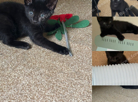 Kittens