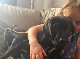 Cocker spaniel x staff x sharpei