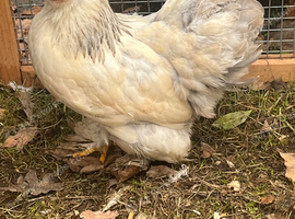 Point of lay Pekin hen