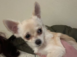 Chihuahua cross pug