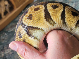 Royal python
