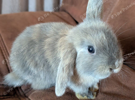 Loving baby bunny