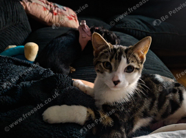 Kitten