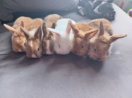 6 mini lion lops ready 5th july