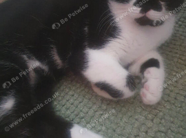 British Shorthair Kitten