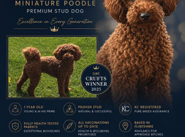 KC Registered miniature poodle for stud