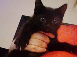 Kittens