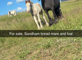 12.2 mare and colt foal