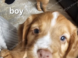 Beautiful cocker spaniels puppies