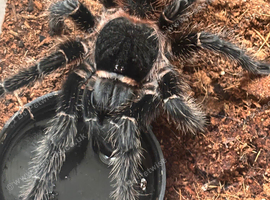 Tarantula large female