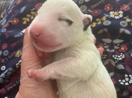 English bull terrier puppies