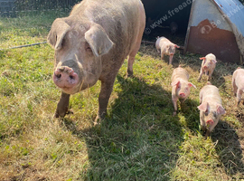 Mumma and 7 baby&rsquo;s