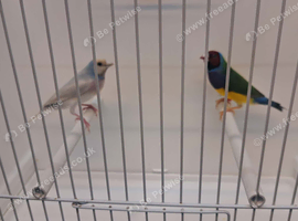 Gouldian cocks
