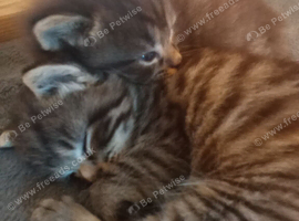 Ready now Tabby kittens