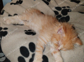 Domestic/main coon/ragdoll