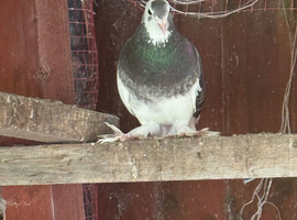 Fancy pigions for sale