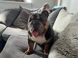 4 year old girl balldog