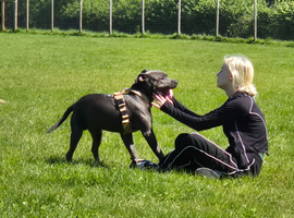Blue Staffie