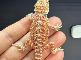 Stunning baby bearded dragons ready to go!