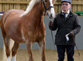 Ted 14.3hh reg Welsh D